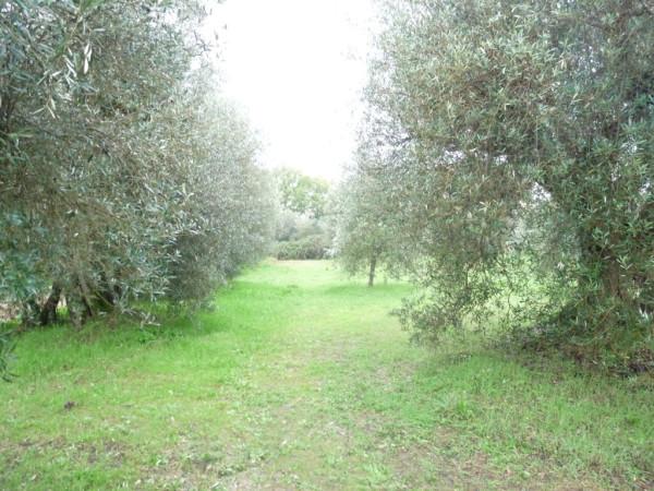 immagine annuncio 2 di 7