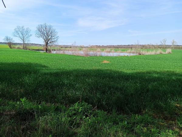 immagine annuncio 7 di 12