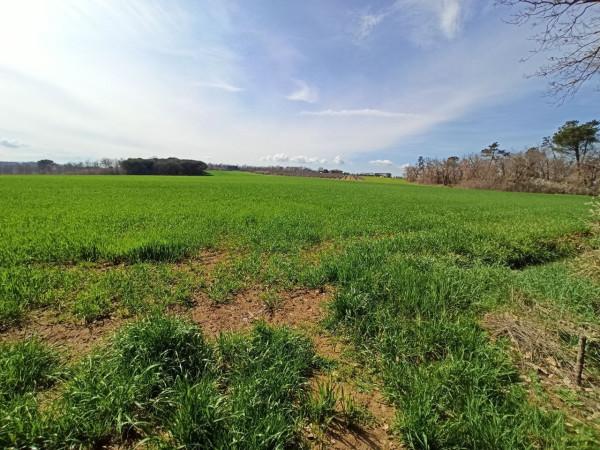 immagine annuncio 6 di 12