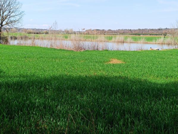 immagine annuncio 8 di 12