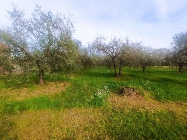 immagine annuncio 3 di 11