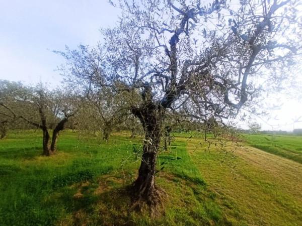 immagine annuncio 1 di 11