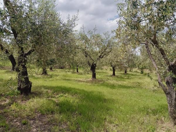 immagine annuncio 4 di 12