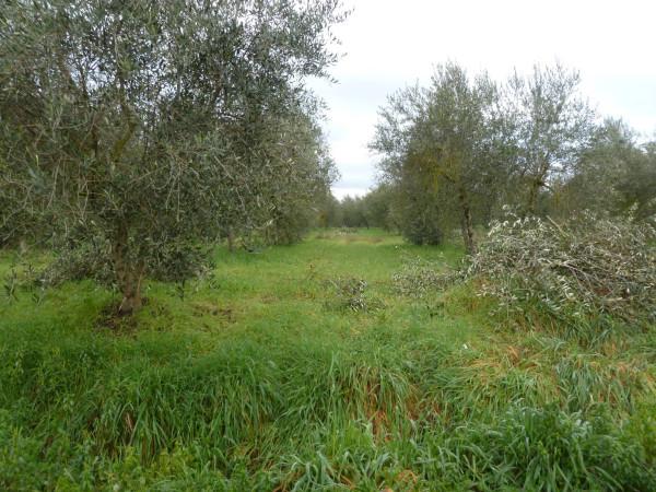 immagine annuncio 2 di 6