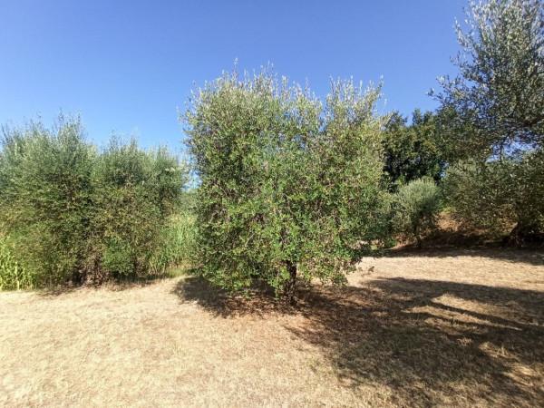 immagine annuncio 8 di 13