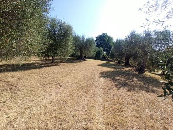 immagine annuncio 7 di 13