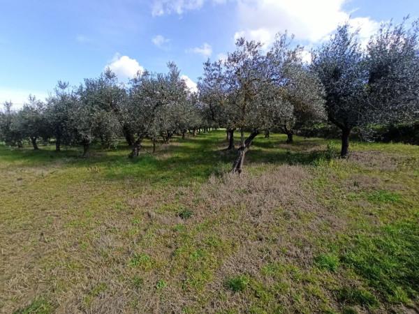 immagine annuncio 4 di 9