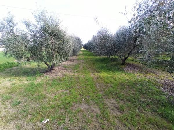 immagine annuncio 6 di 9