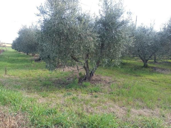 immagine annuncio 7 di 9