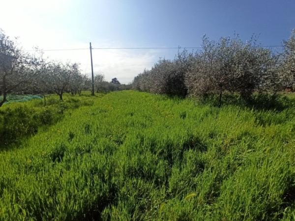 immagine annuncio 6 di 9