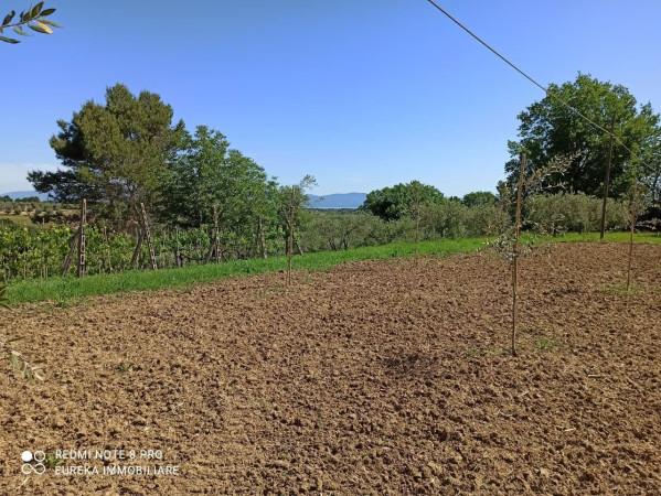 immagine annuncio 4 di 8