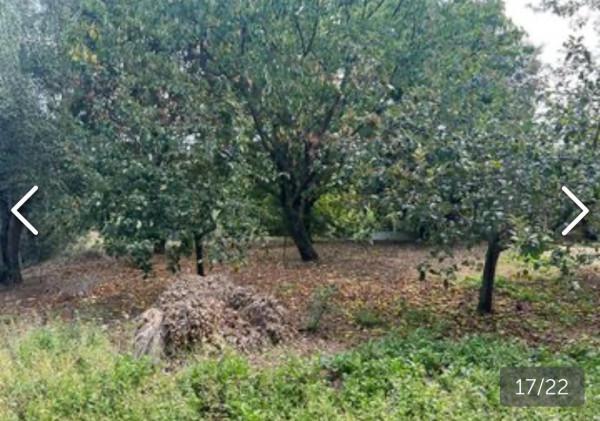 immagine annuncio 2 di 8