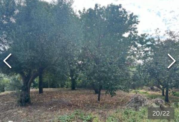 immagine annuncio 3 di 8