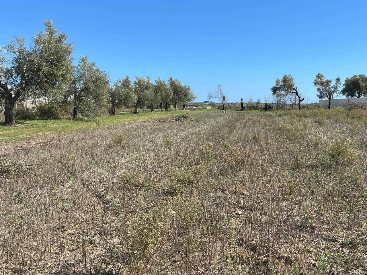 immagine annuncio 7 di 8