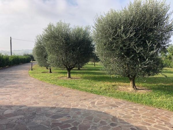 immagine annuncio 6 di 8