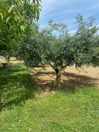 immagine annuncio 7 di 9