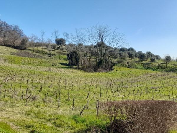 immagine annuncio 6 di 14