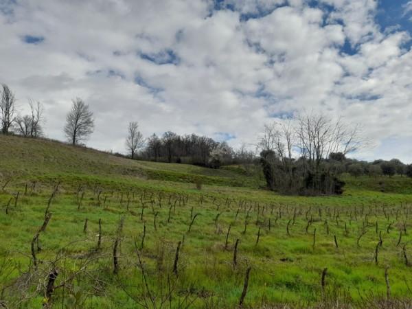 immagine annuncio 11 di 14