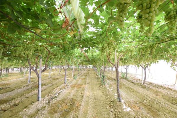 Azienda agricola in Via, Naro, {3} - Foto 1