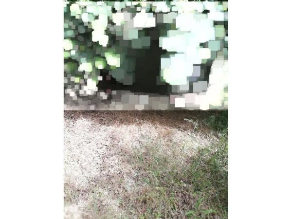 immagine annuncio 2 di 3