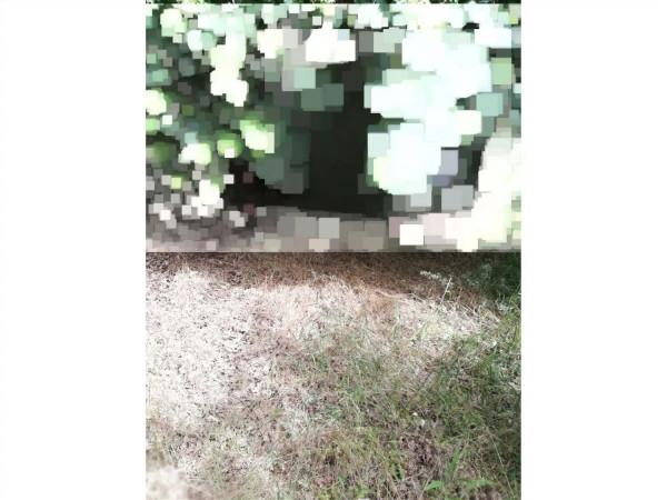 immagine annuncio 2 di 3