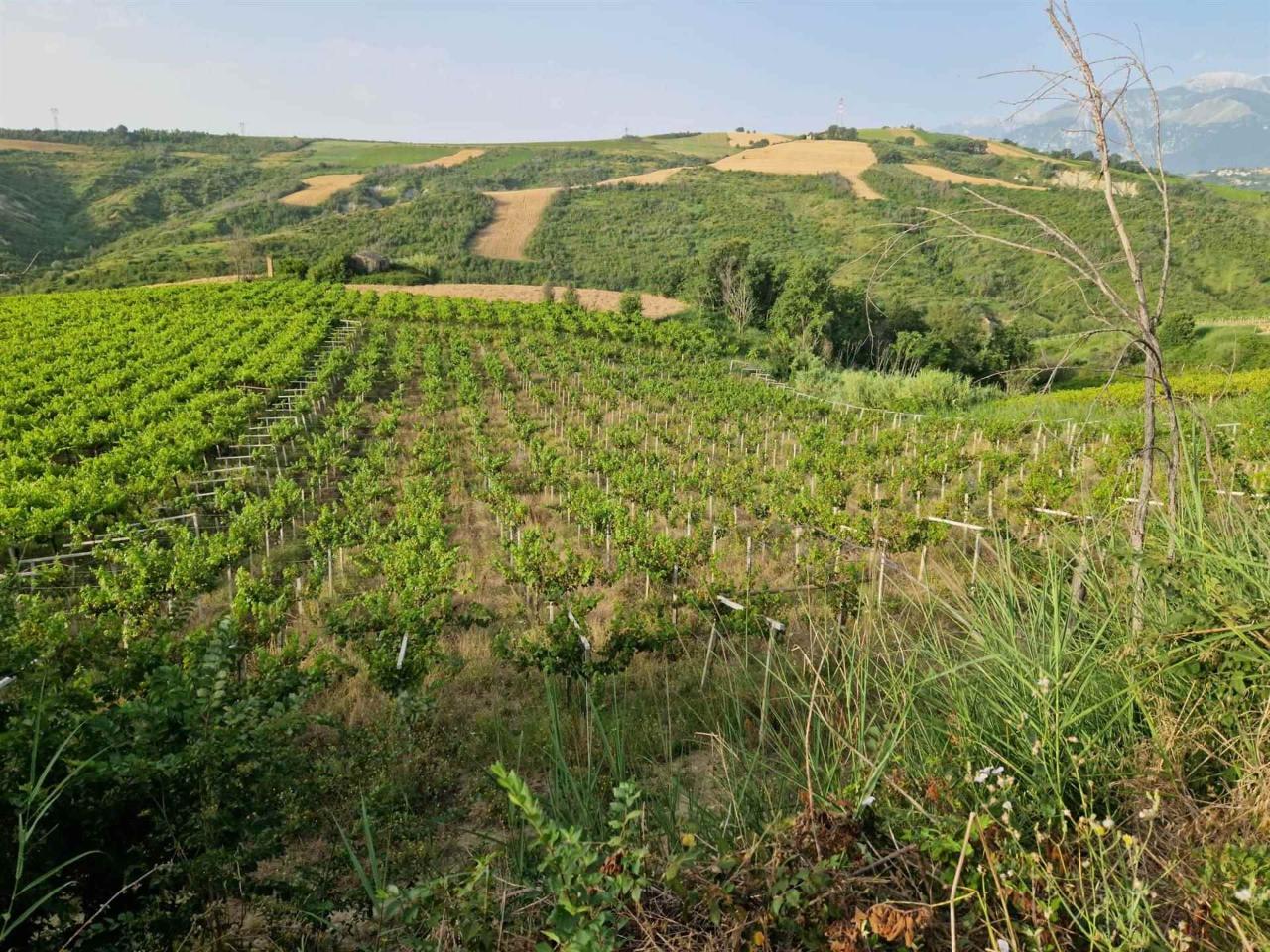 immagine annuncio 9 di 12