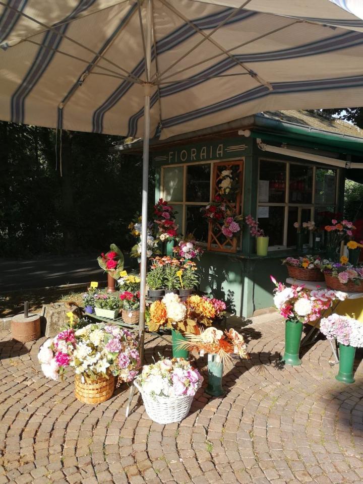 Piante e fiori in vendita a Torino