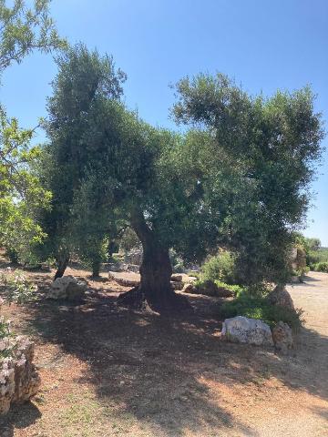 Trullo in {3}, Contrada Genovese - Foto 1