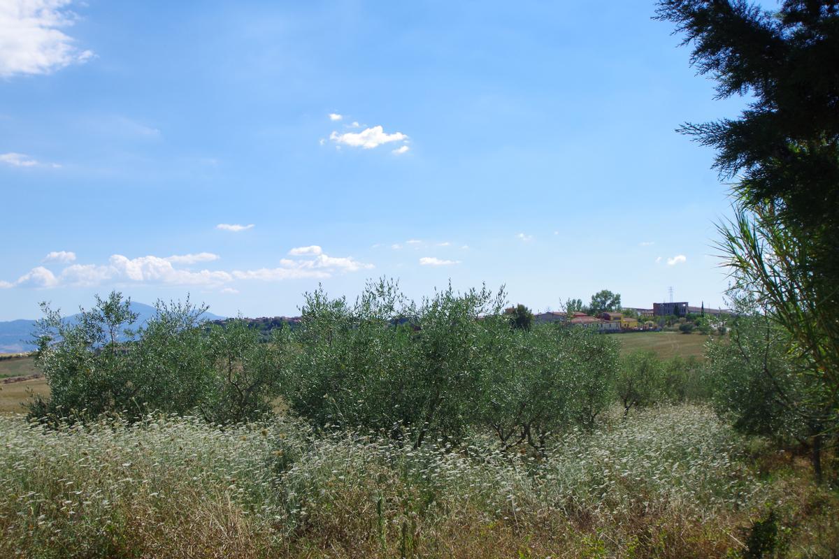 immagine annuncio 11 di 14