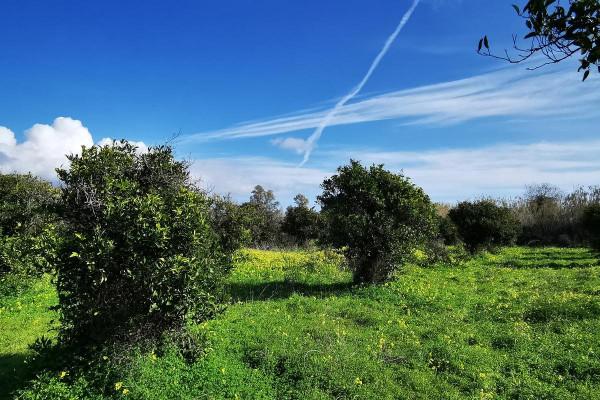 immagine annuncio 4 di 7