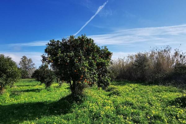 immagine annuncio 6 di 7