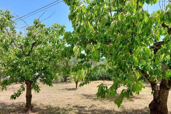 immagine annuncio 8 di 12