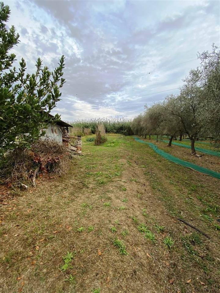 immagine annuncio 5 di 12