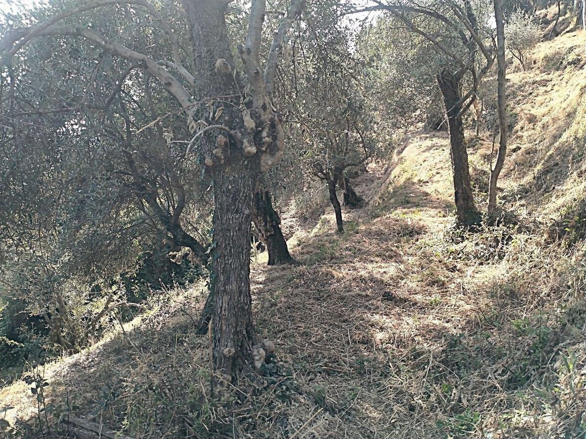 immagine annuncio 13 di 14