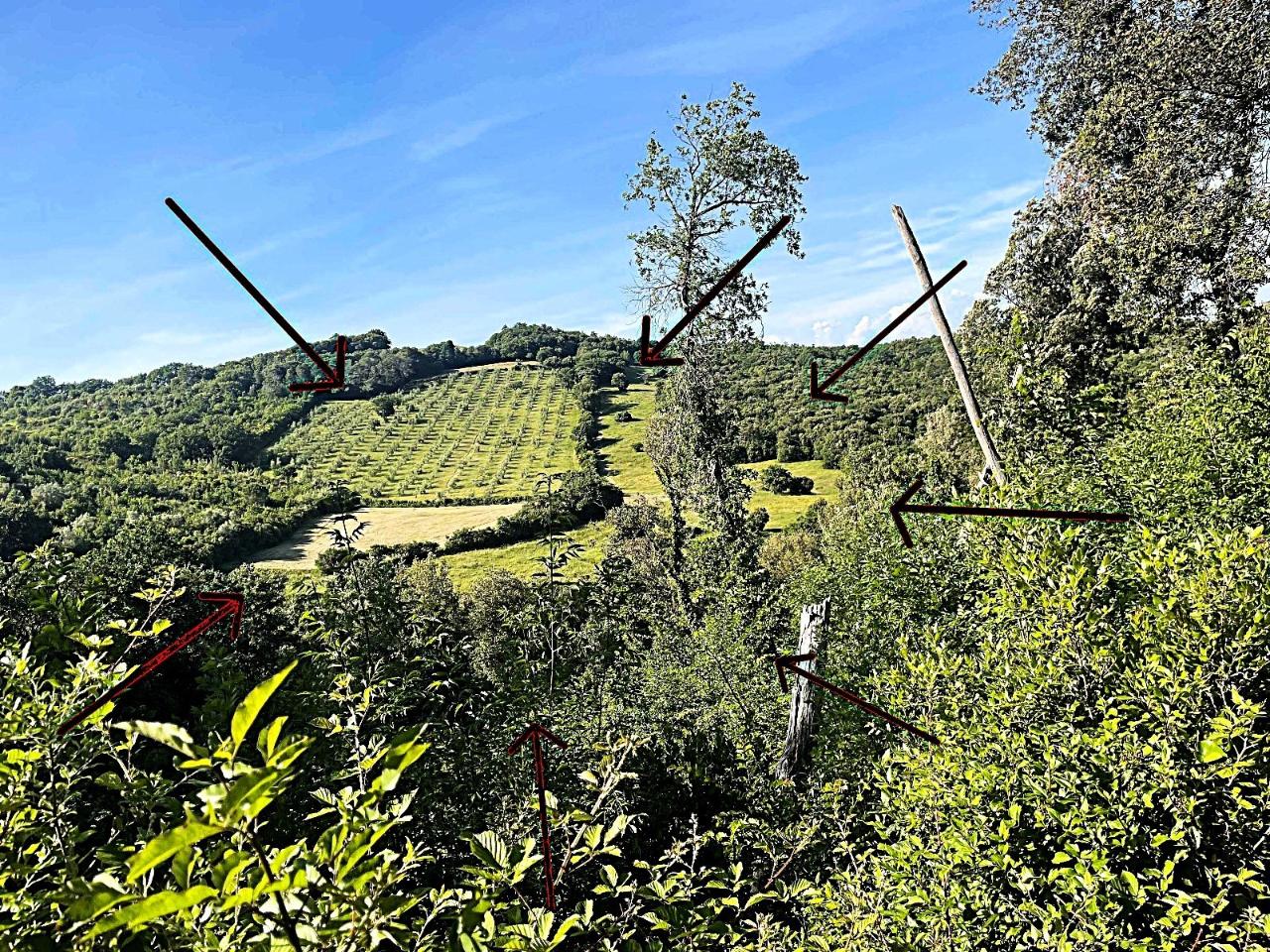 immagine annuncio 11 di 14