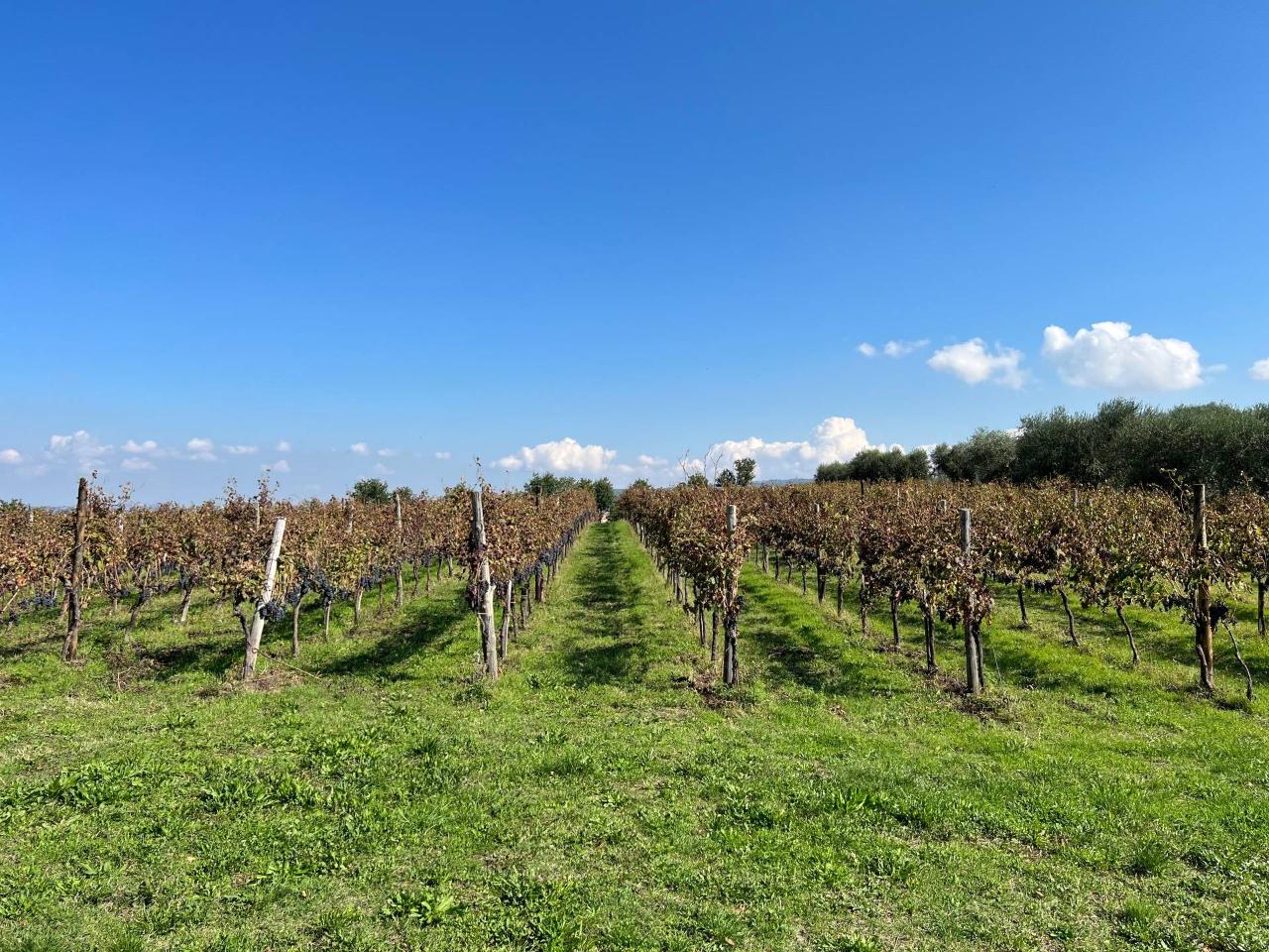 Terreno agricolo in vendita a Taurasi