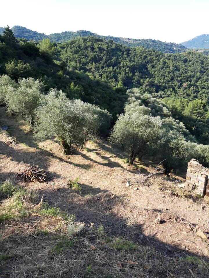 immagine annuncio 1 di 4
