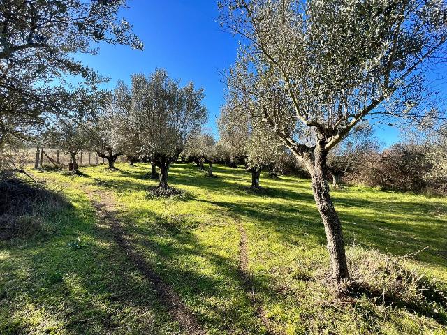 Terreno agricolo in Via Colle Pisano, Frascati - Foto 1