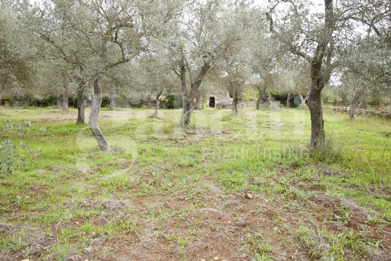 immagine annuncio 3 di 14