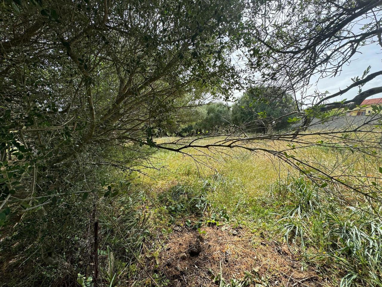 immagine annuncio 3 di 11