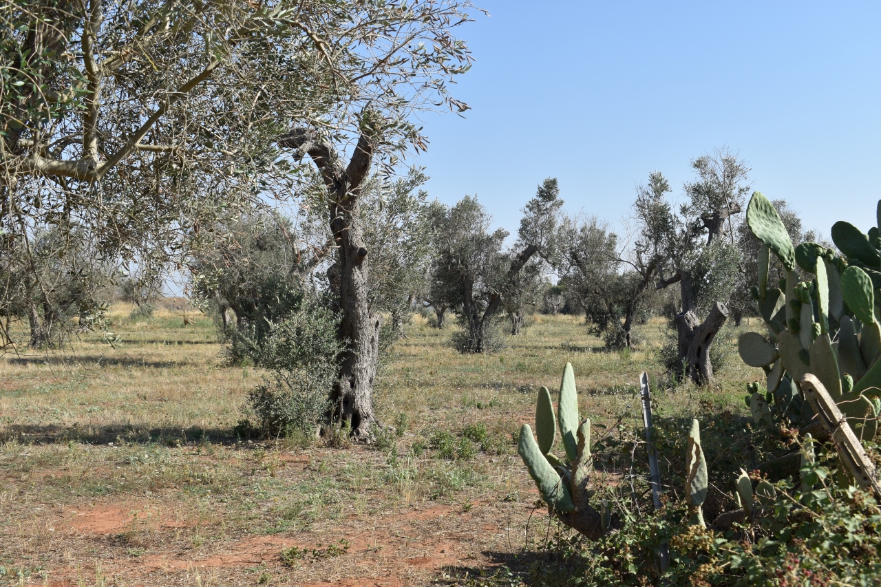 immagine annuncio 8 di 15