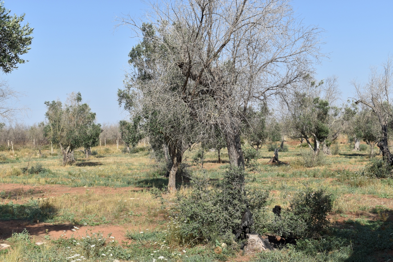 immagine annuncio 10 di 15