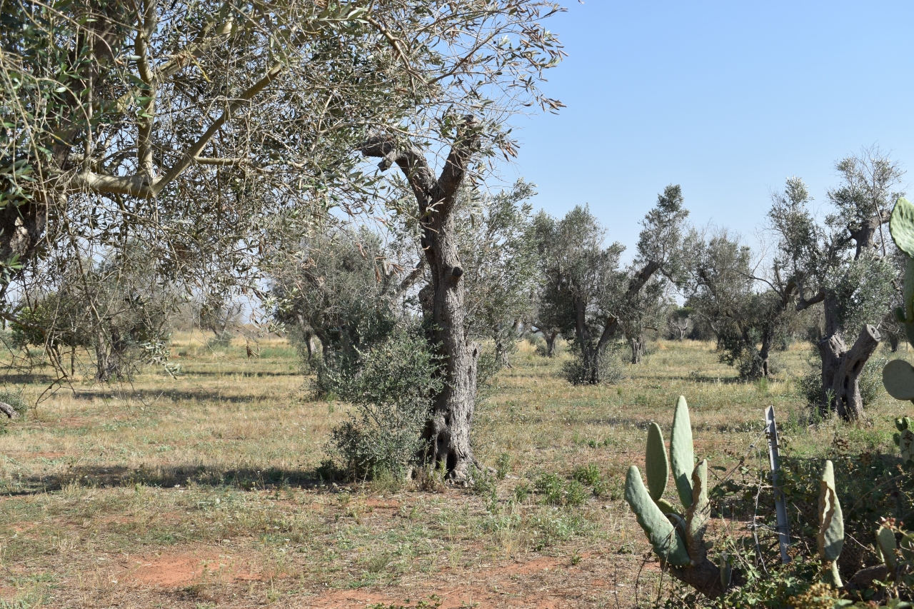 immagine annuncio 11 di 15