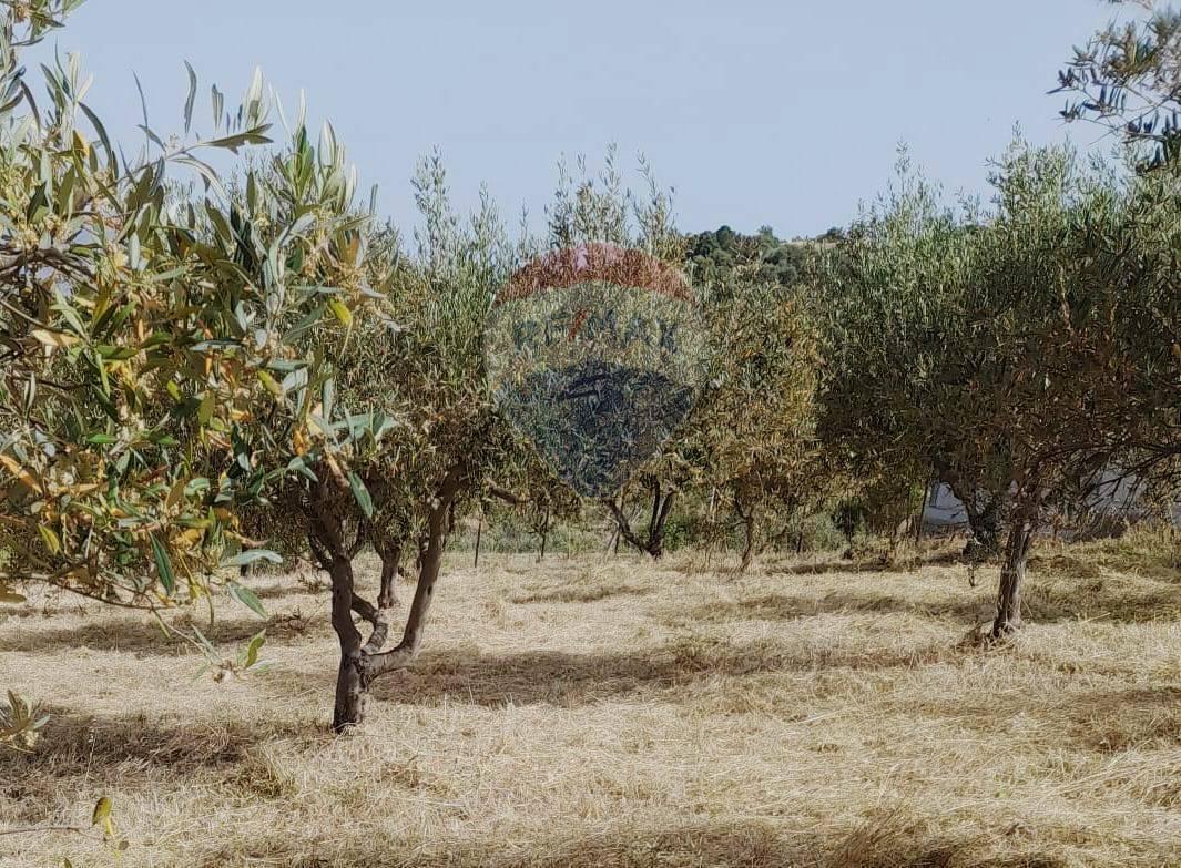Terreno agricolo in vendita a Bolognetta