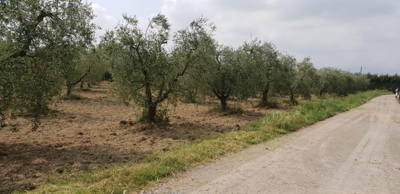 Azienda agricola in Via Palermo, Montemurlo - Foto 1