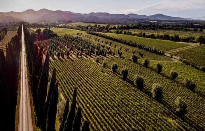 Azienda agricola in , Castagneto Carducci - Foto 1