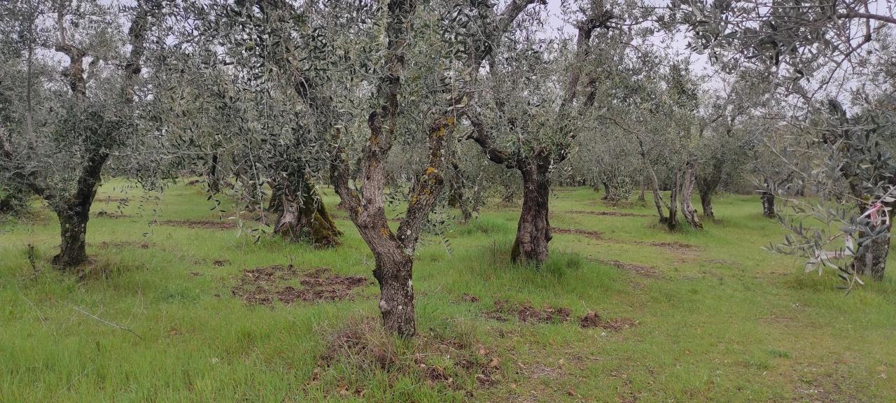 Azienda agricola in , Trequanda - Foto 1