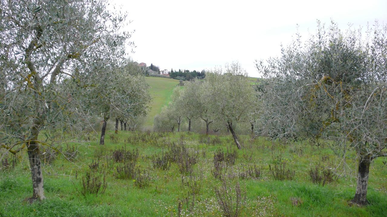Azienda agricola in , Asciano - Foto 1