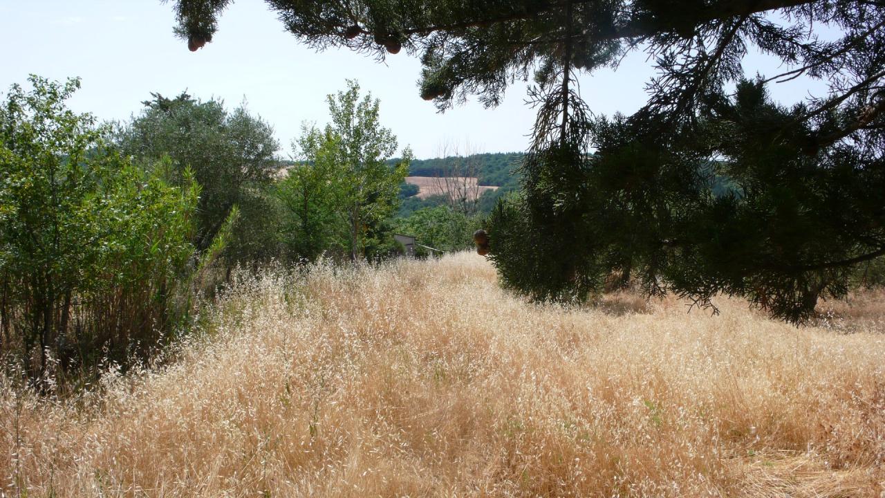 Terreno con rustico in vendita a Radicofani