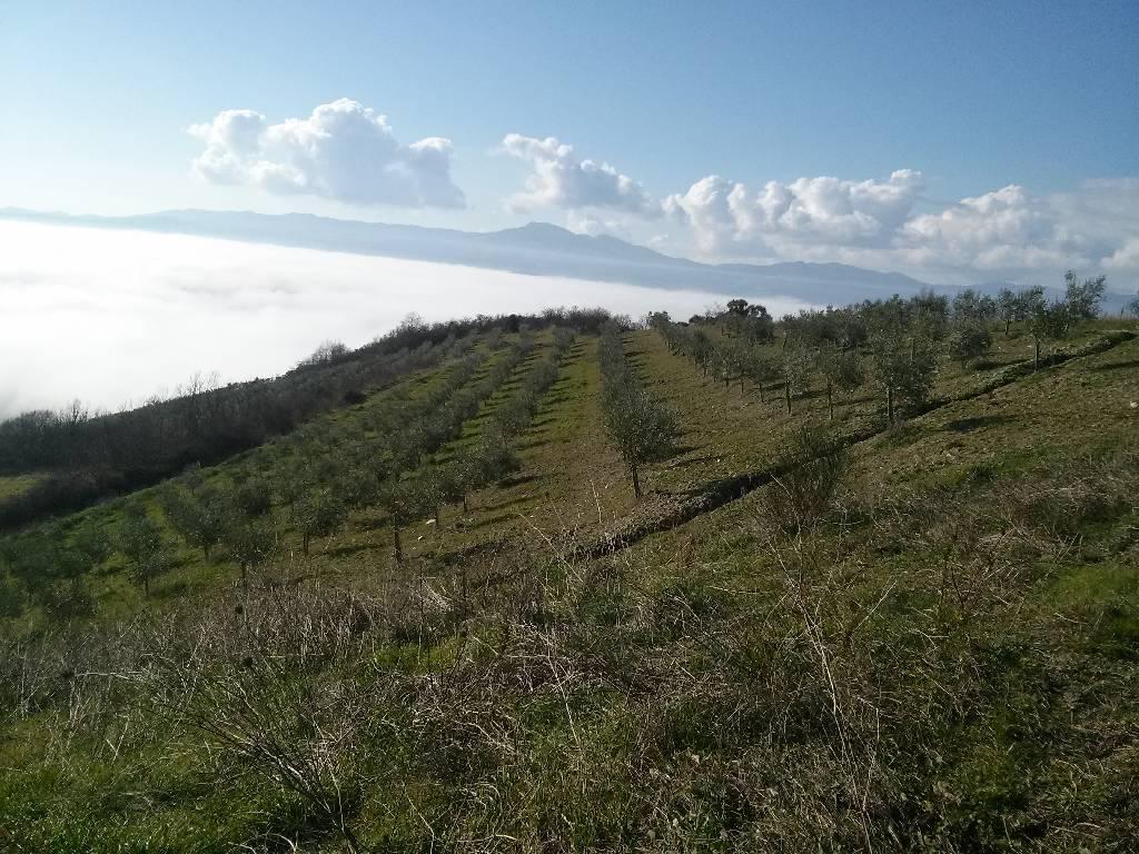 Azienda agricola in , San Casciano dei Bagni - Foto 1